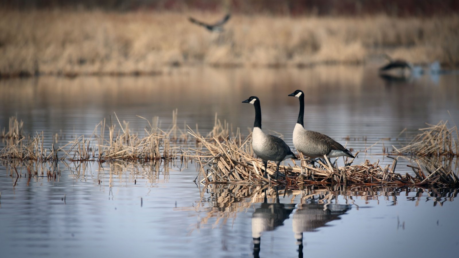 Canadian Geese Goose CID Shutterstock