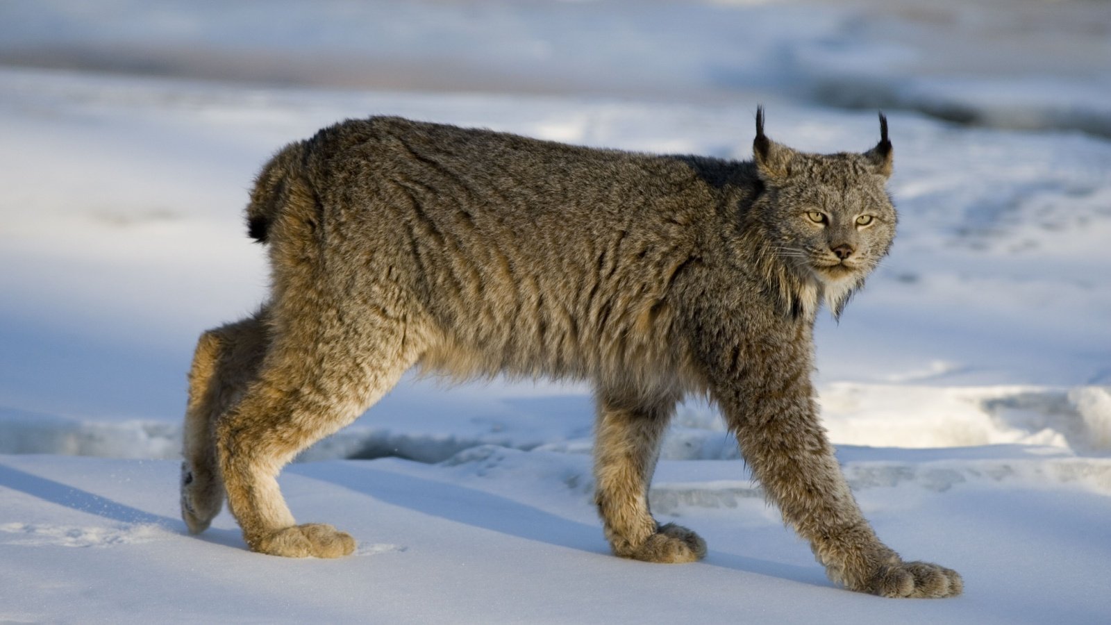 Canadian Lynx Erni Shutterstock