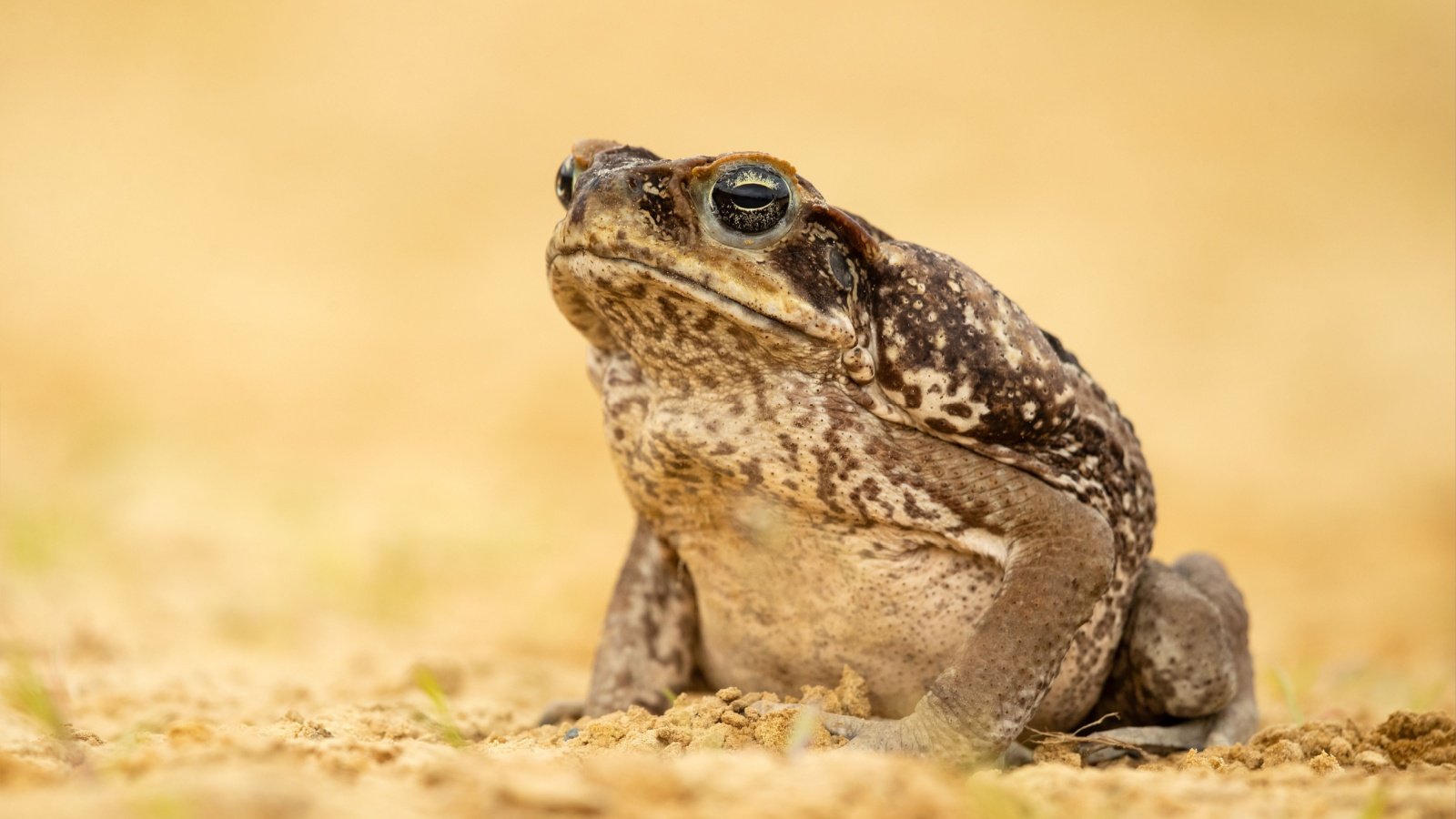 Cane toad frog Milan Zygmunt Shutterstock