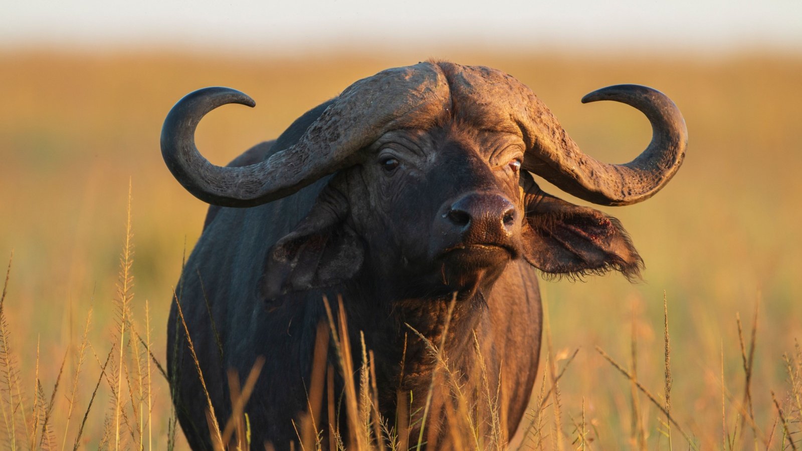 Cape Buffalo at the African Savannah Abdelrahman Hassanein Shutterstock