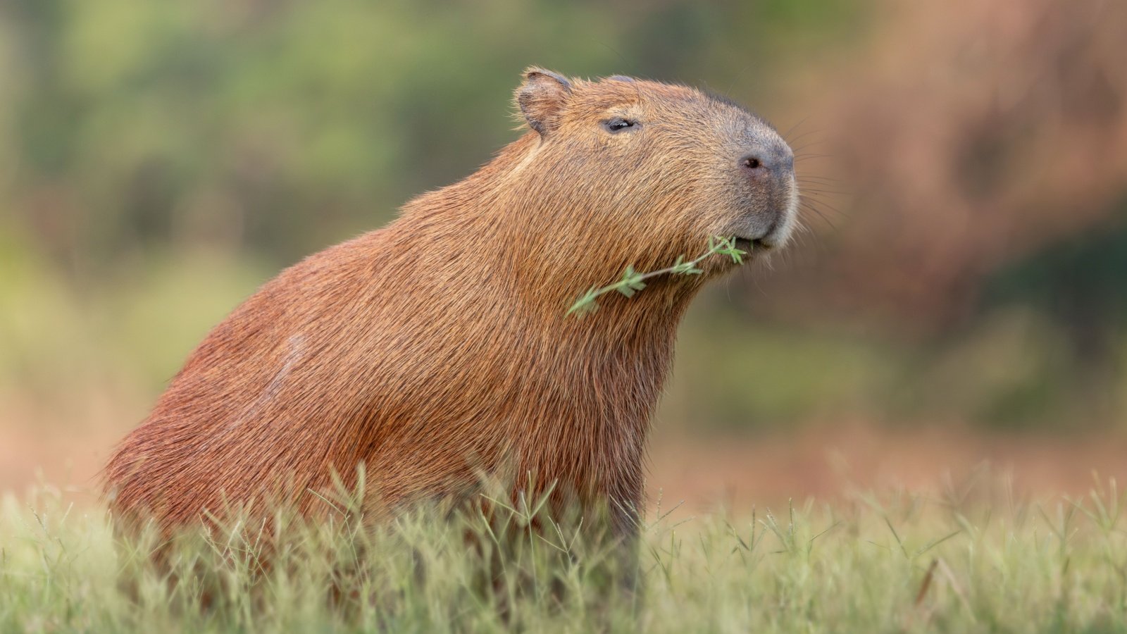 Capybaras from the Pantanal Brazil rodent Lucas N Morgado Shutterstock Capybaras from the Pantanal Brazil rodent Lucas N Morgado Shutterstock