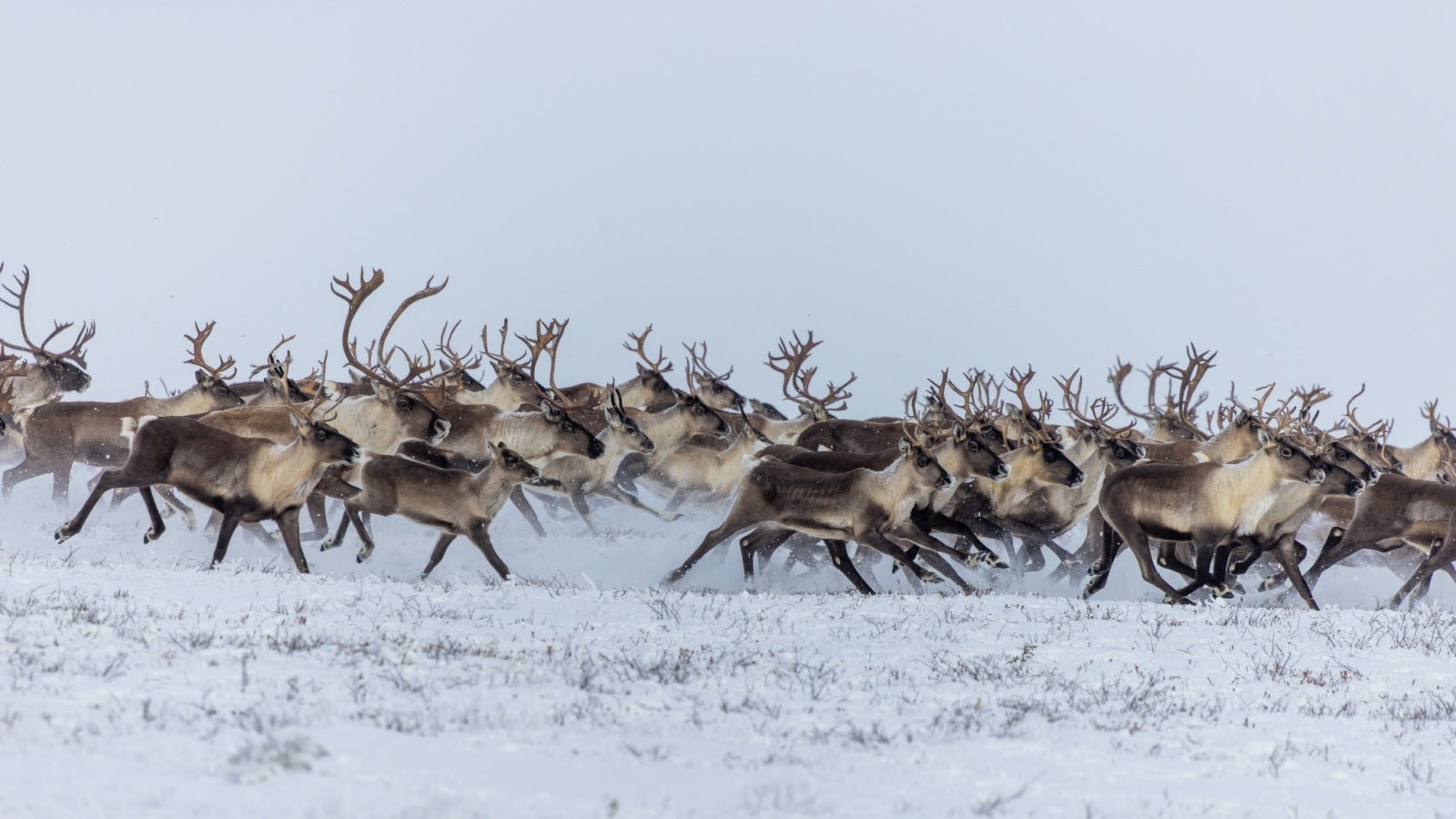 Caribou herd running in the snow reindeer Mark Lindberg Shutterstock Caribou herd running in the snow reindeer Mark Lindberg Shutterstock