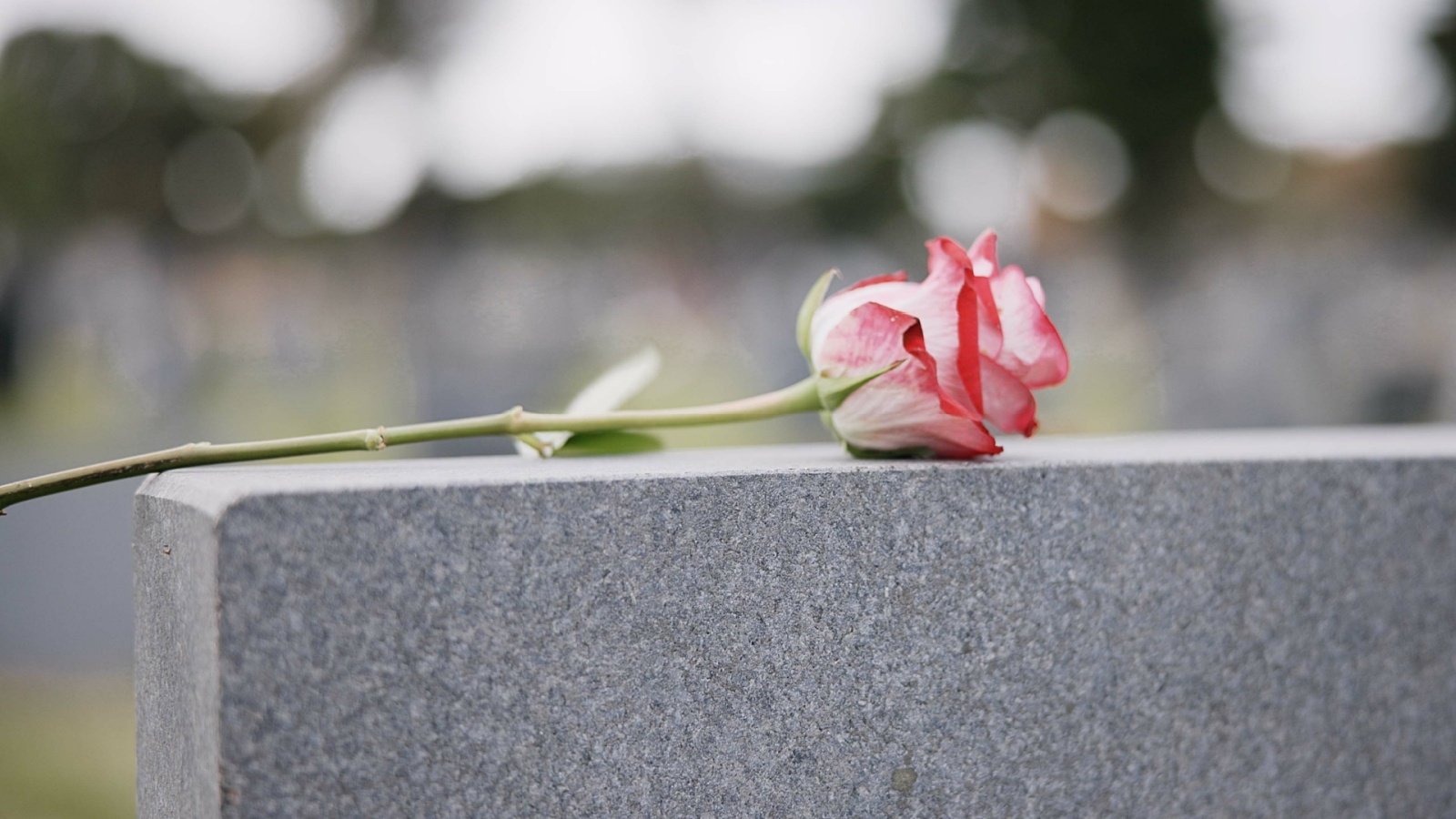 Cemetery tombstone grave with rose loss mourning grief funeral ceremony memorial graveyard PeopleImagescom Yuri A Shutterstock