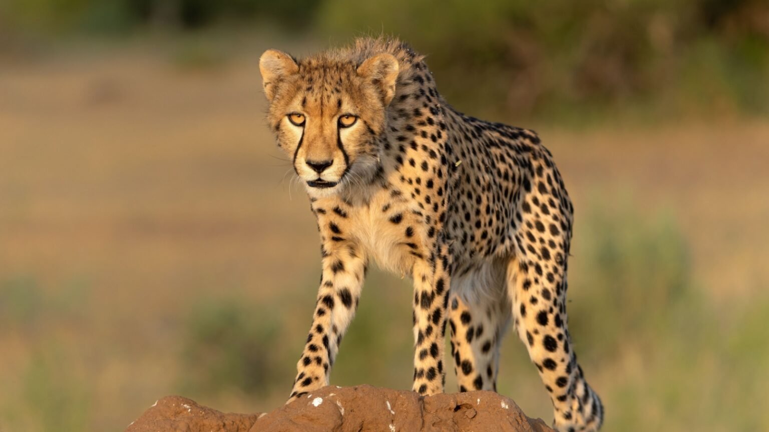 23 Most Threatening Predators Found In Africa