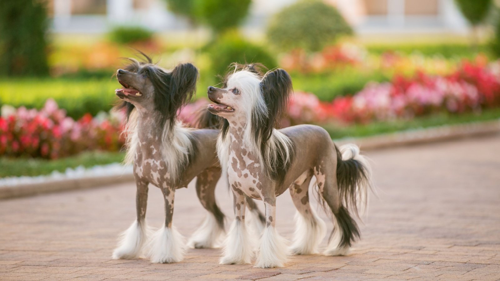 Chinese crested dog Golland Shutterstock Chinese crested dog Golland Shutterstock