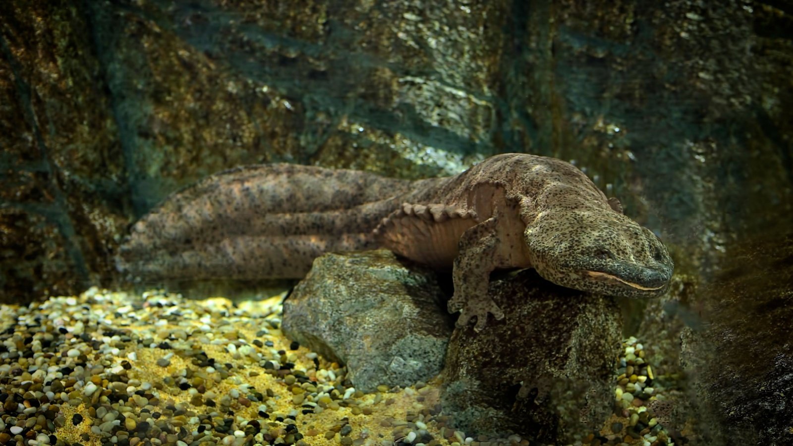 Chinese giant salamander tristan tan Shutterstock