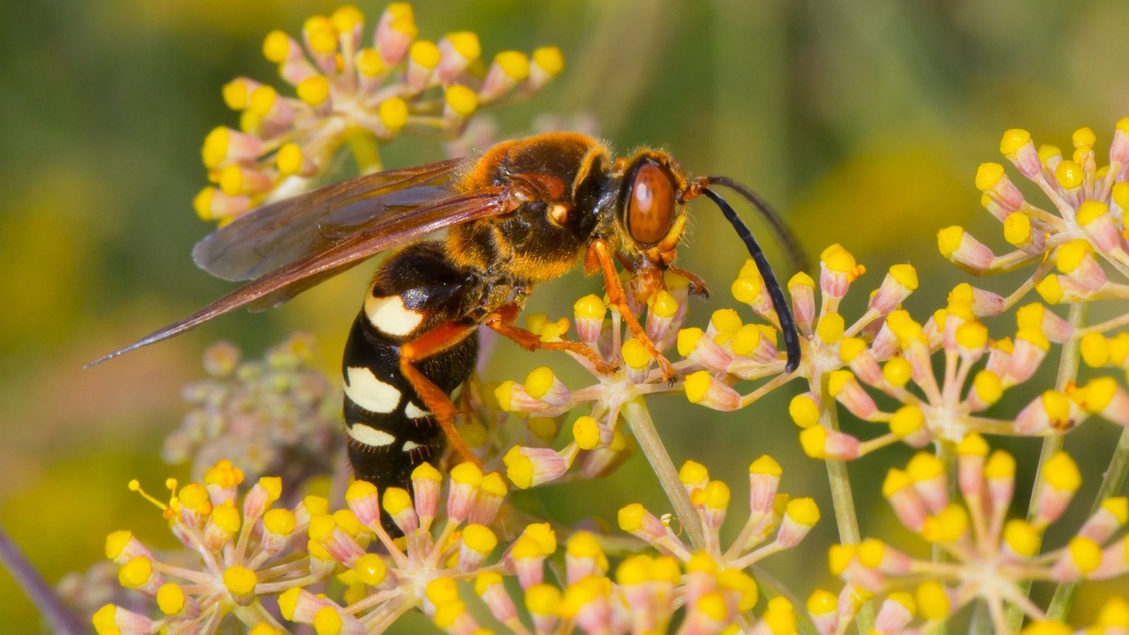 Cicada Killer Wasp hornet bee insect bug Elliotte Rusty Harold Shutterstock