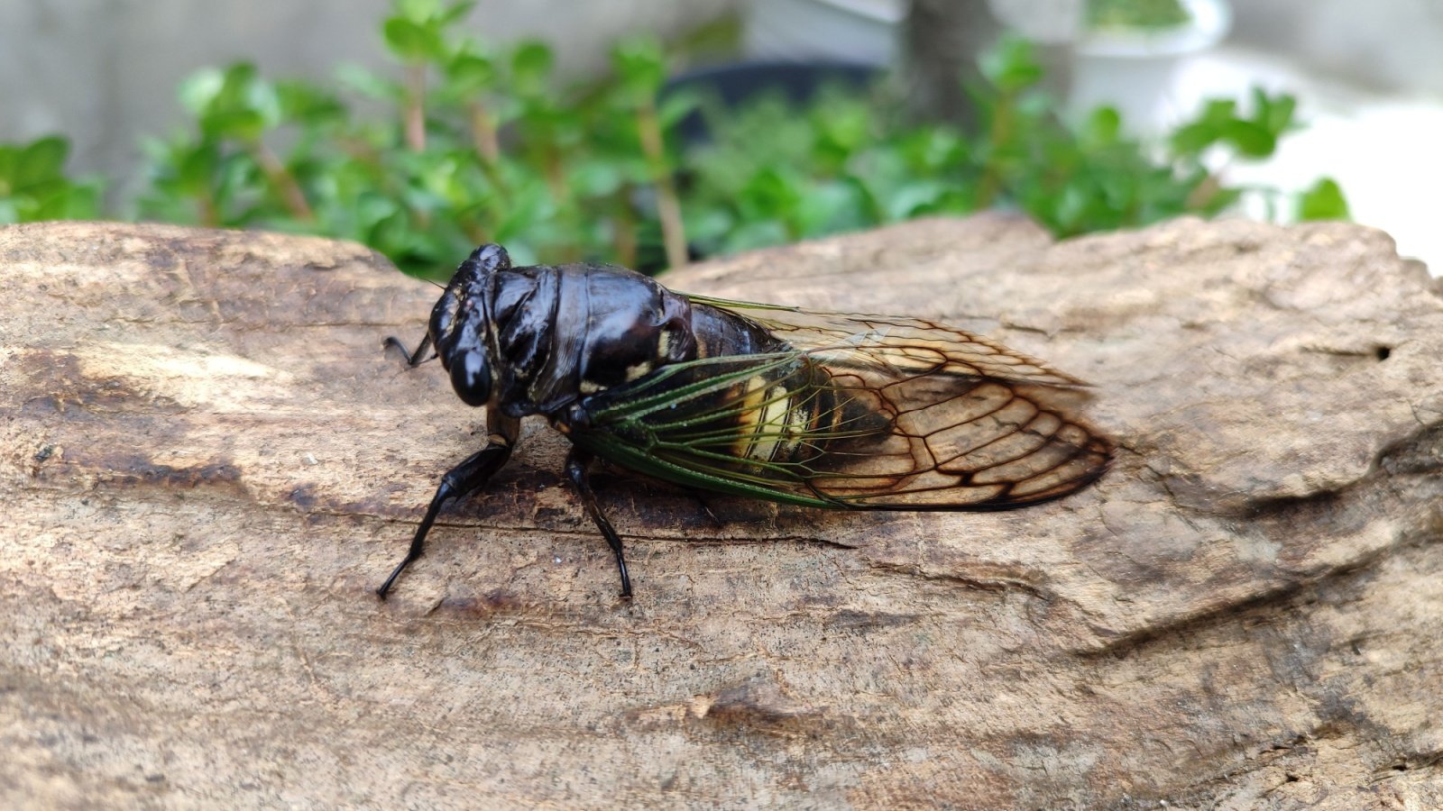 Cicada bug insect JuliyantoSugihartono Shutterstock