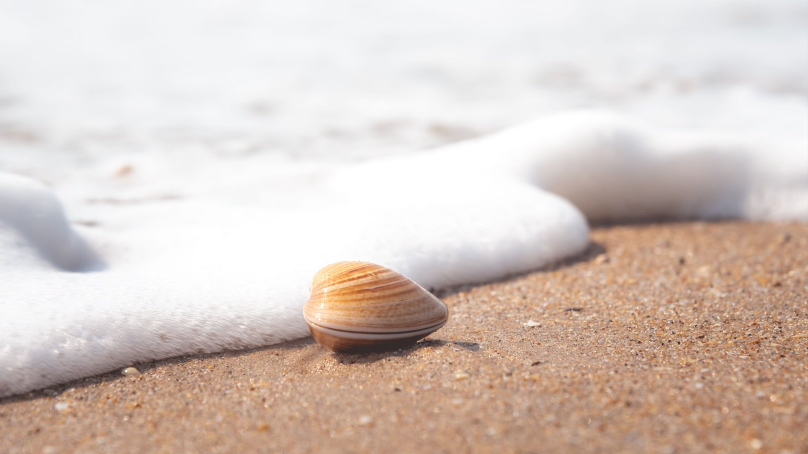 Clams on the beach with wave bubbles ocean sea iNok Photographer Shutterstock