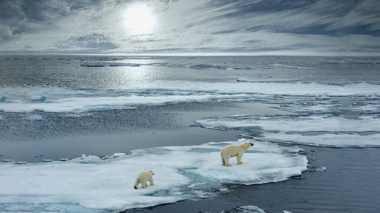 Climate Change Global Warming Polar Bear Ice North Pole Tundra Winter Cold FloridaStock Shutterstock