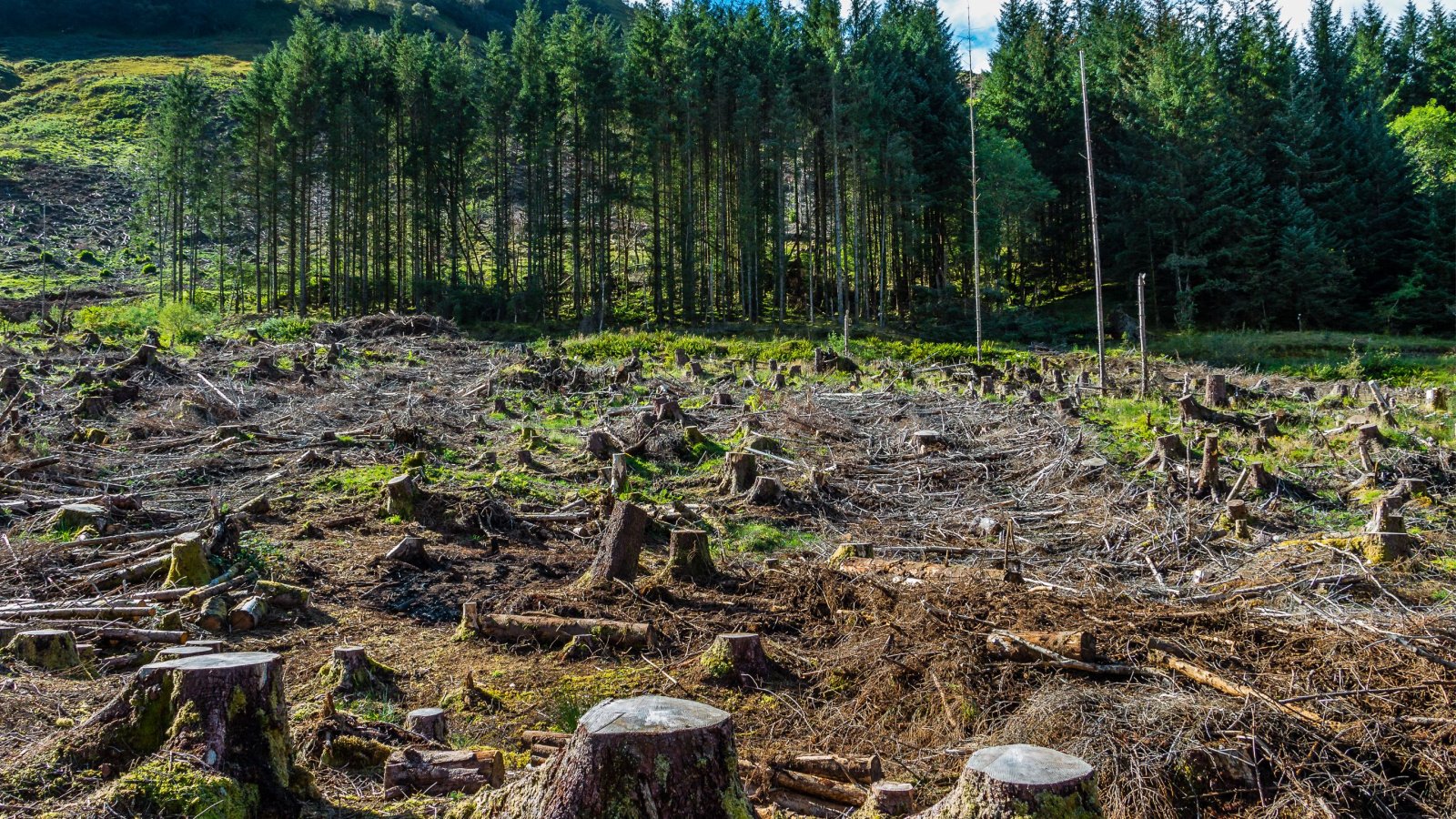 Climate change global warming deforestation logging environment flowsun Shutterstock