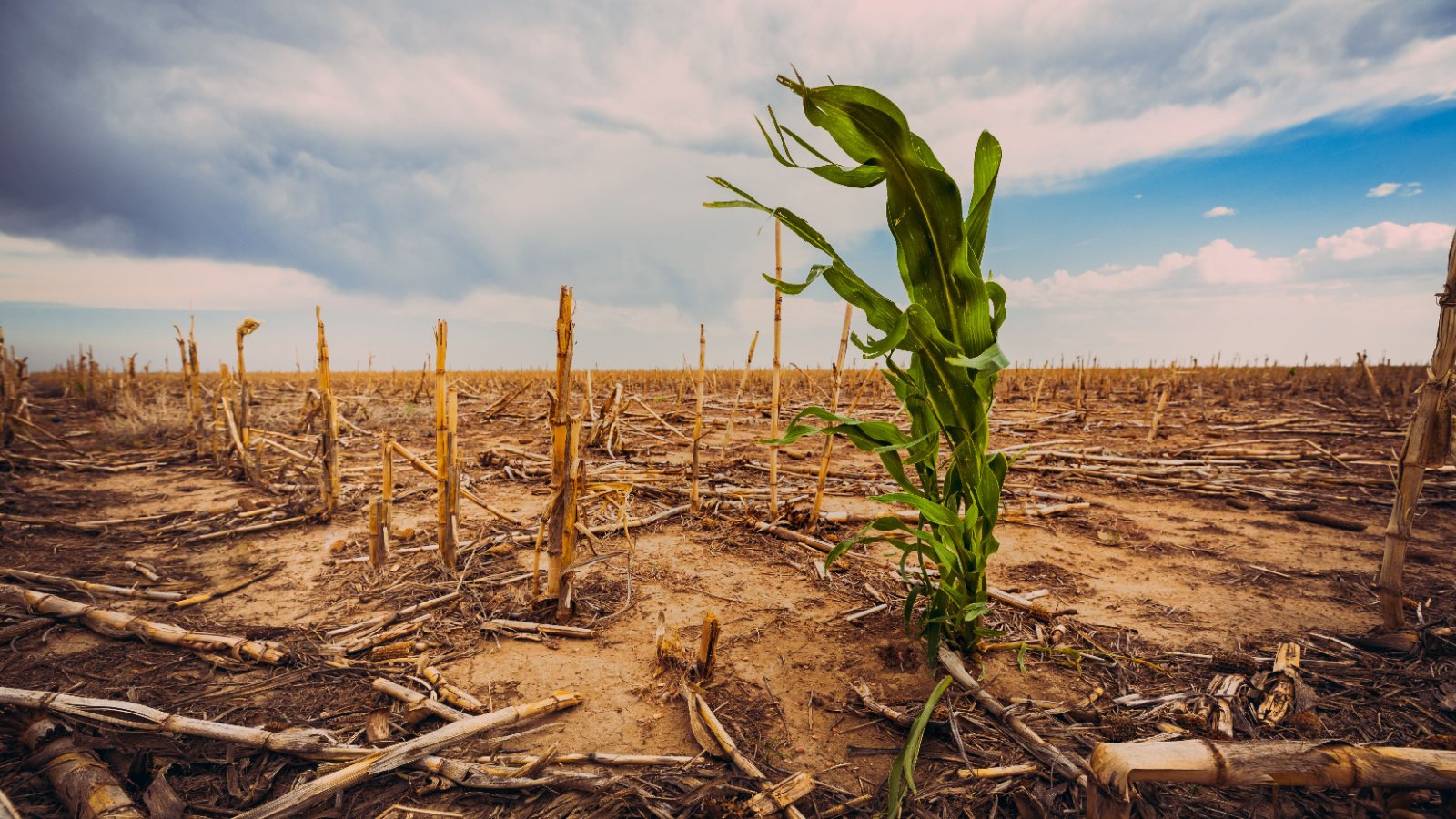 Climate change global warming drought fields corn agriculture Scott Book Shutterstock