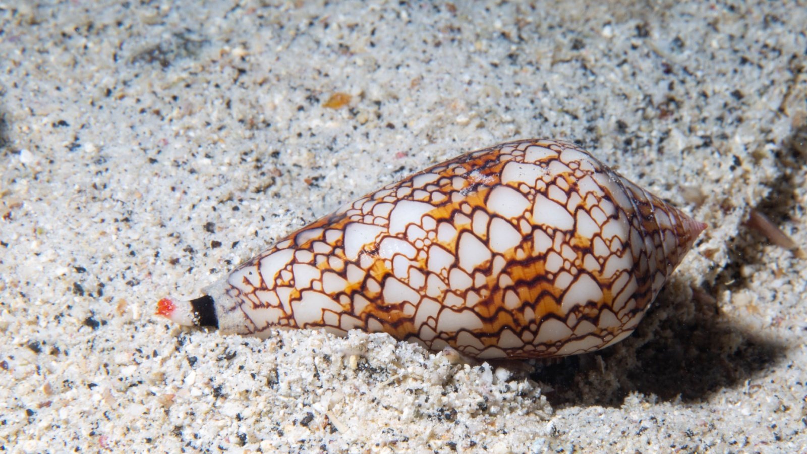 Cone snail RobJ808 Shutterstock