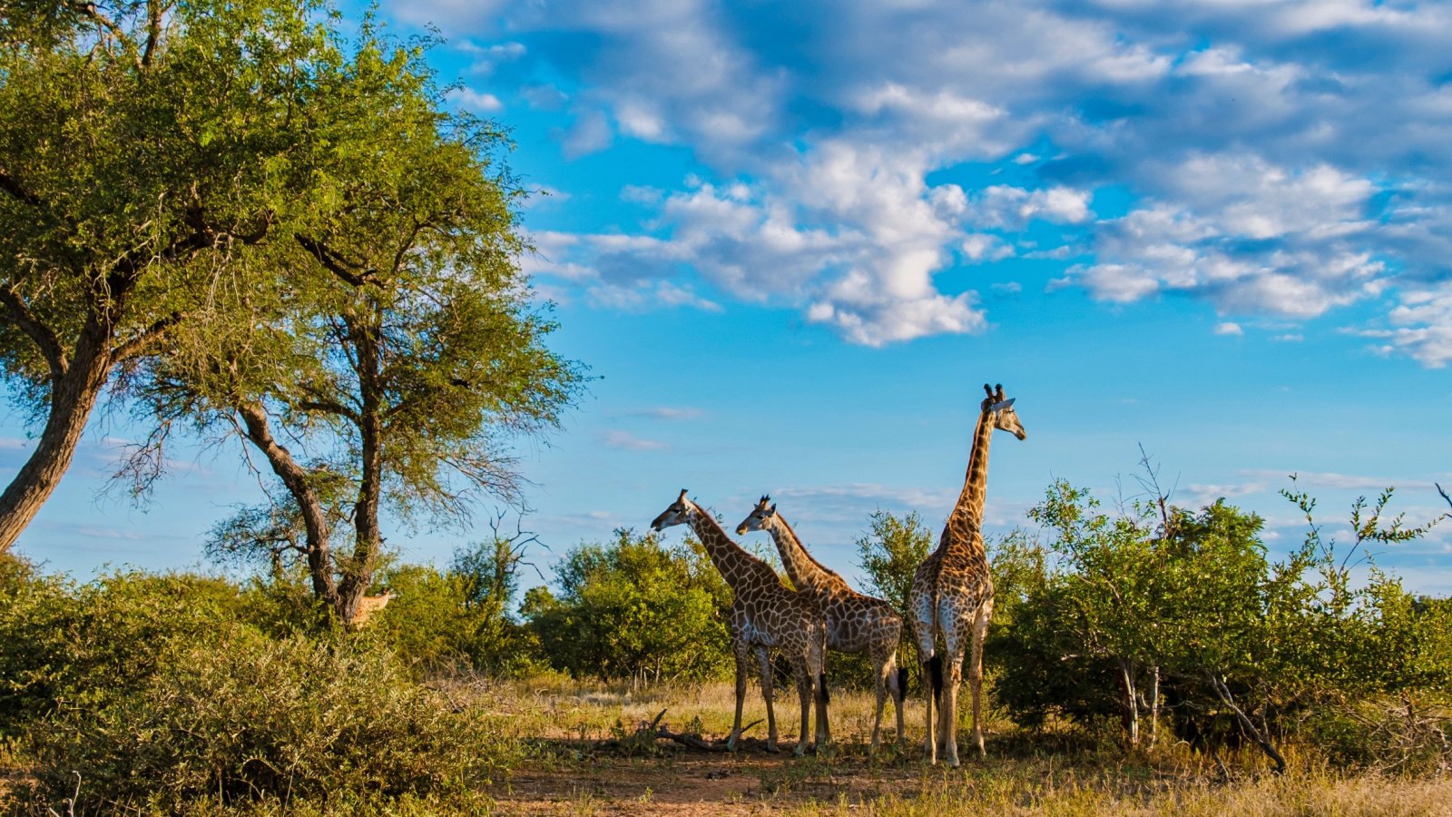 Country Travel Vacation South Africa Giraffe Kruger National Park fokke baarssen Shutterstock