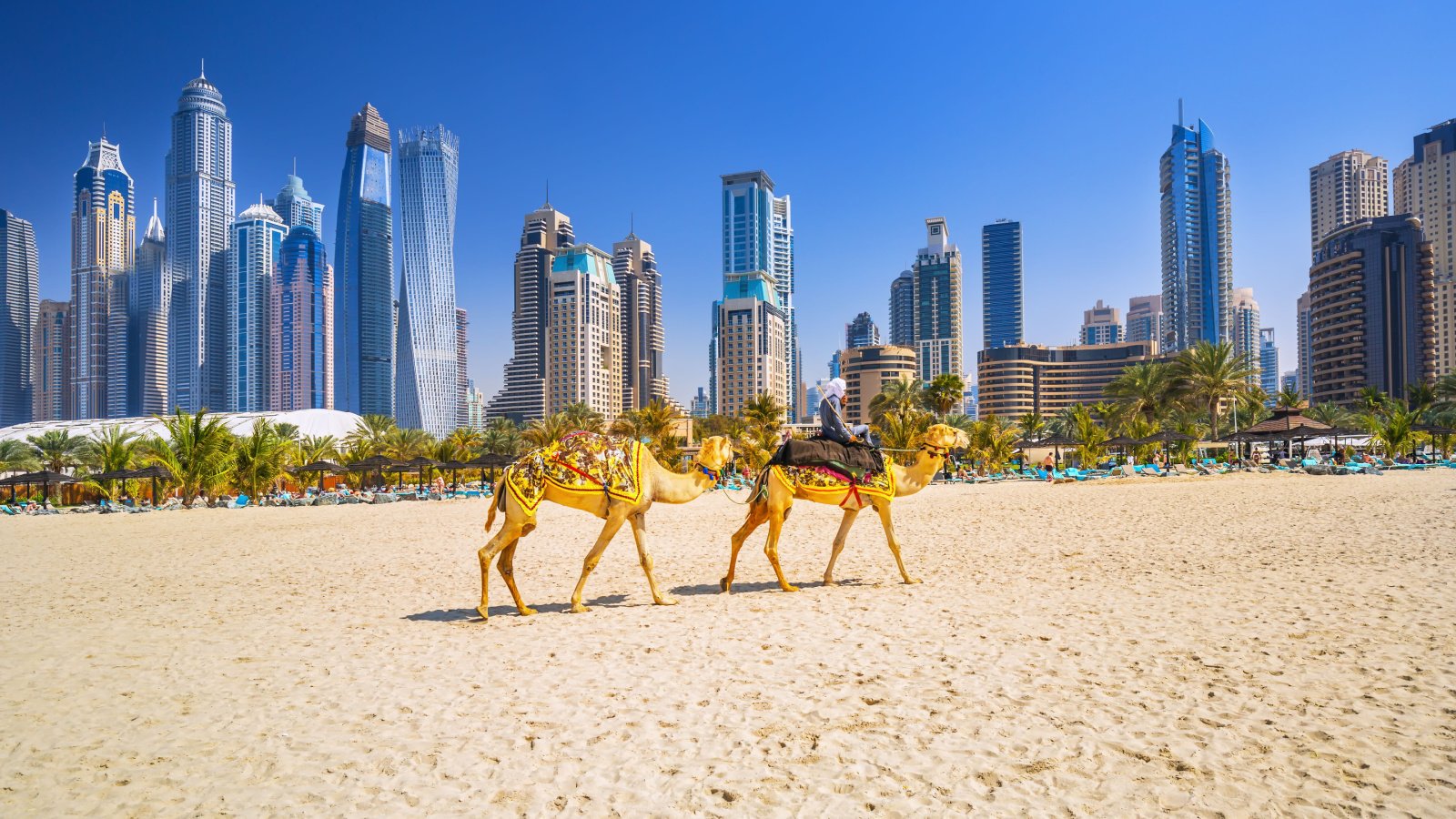 Country Travel Vacation UAE United Arab Emirates Camel Dubai Rasto SK Shutterstock