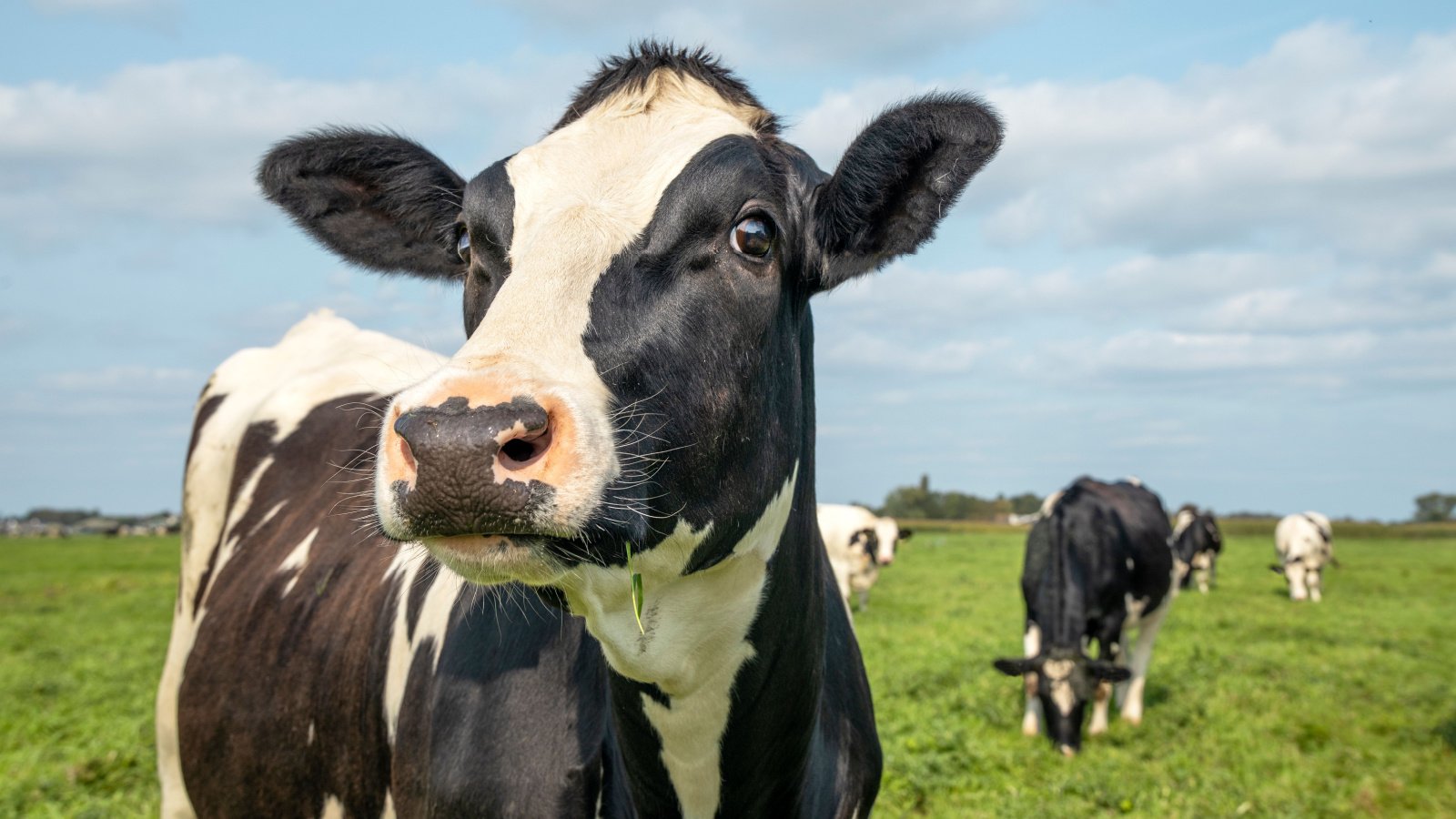 Cow Animal Farm Dairy Food Livestock Clara Bastian Shutterstock