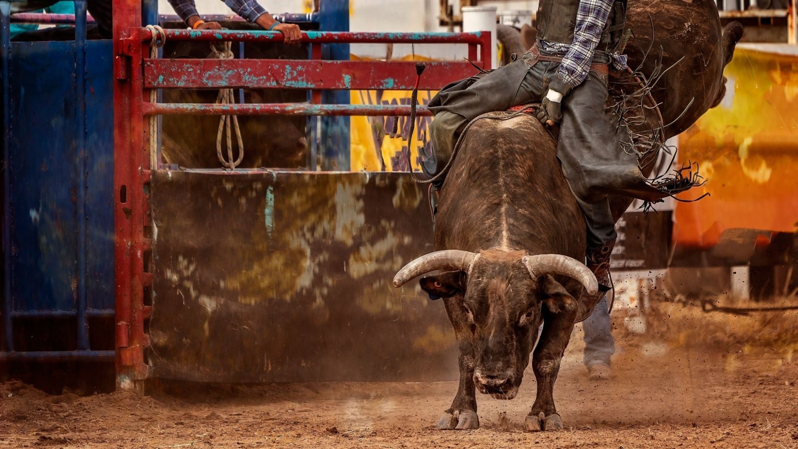 Cowboy riding a bucking wild bull Jackson Stock Photography Shutterstock