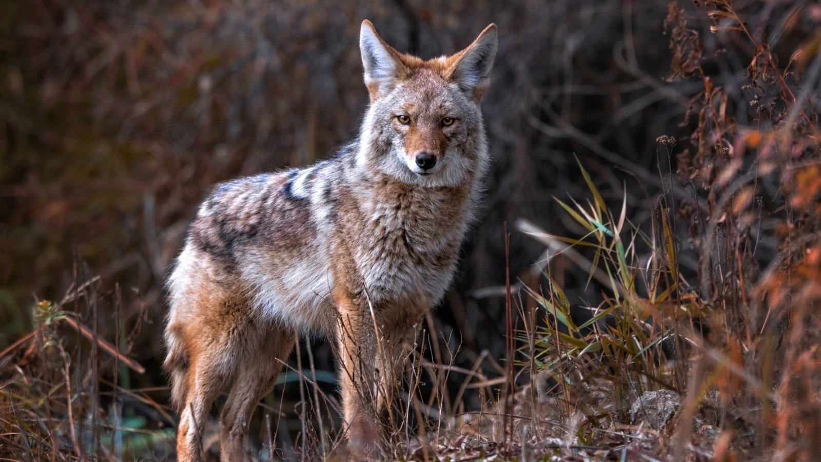 Coyote Nature Annette Shaff Shutterstock