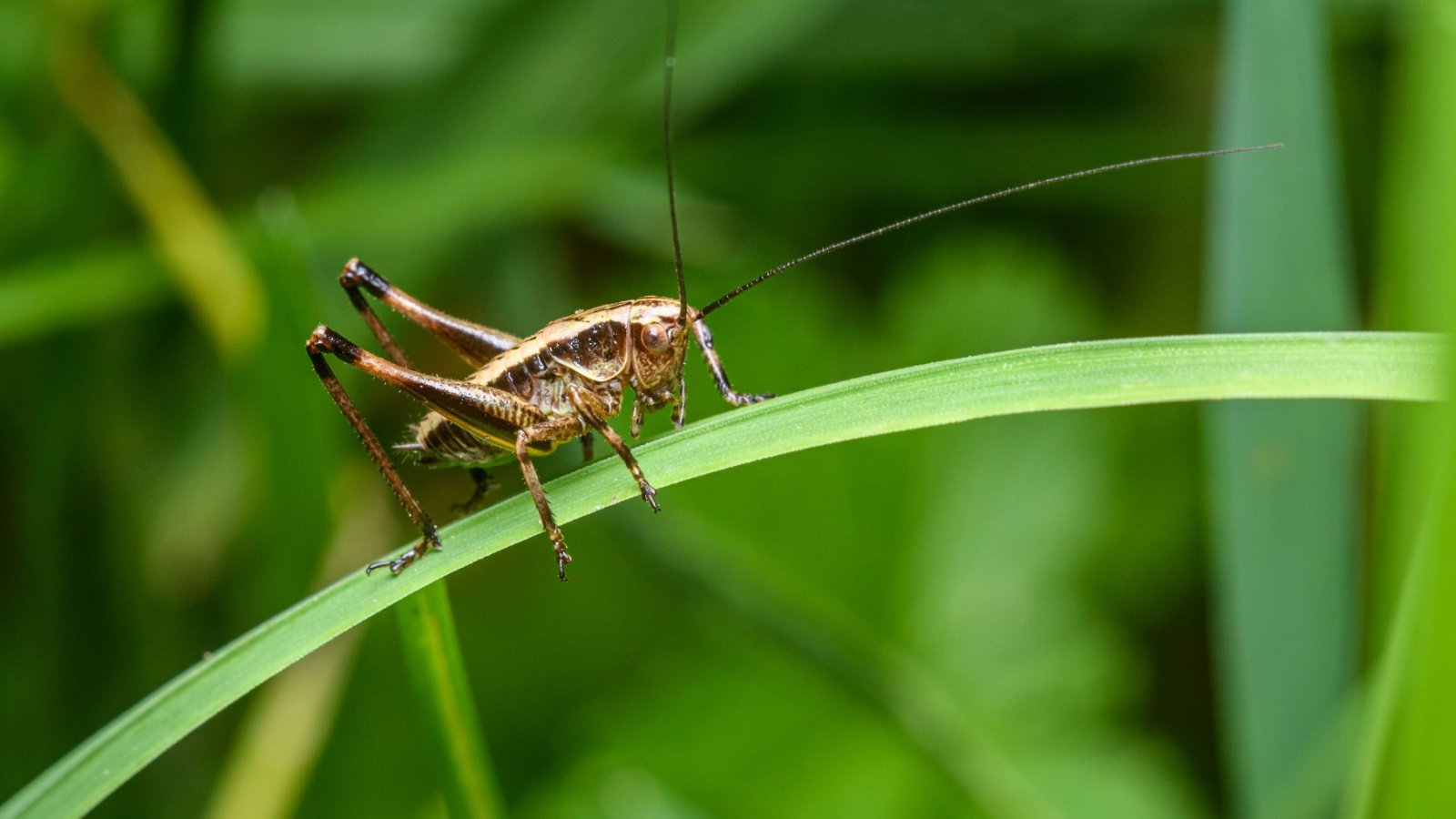 Cricket on grass blade bug insect Petr Ganaj Shutterstock