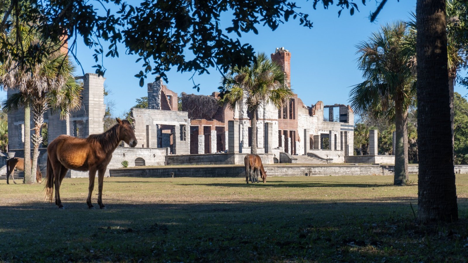 Cumberland Island National Seashore horses EWY Media Shutterstock Cumberland Island National Seashore horses EWY Media Shutterstock