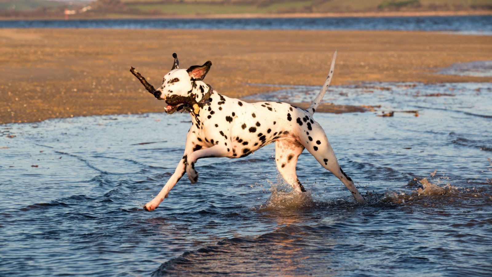 Dalmatian Dog Playing in the water Nicky Rhodes Shutterstock