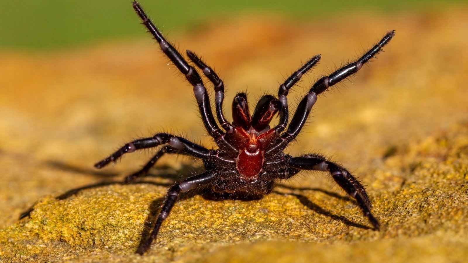 Dangerously venomous Male Sydney Funnel web spider animal poison Ken Griffiths Shutterstock