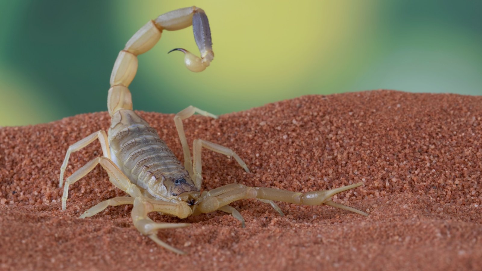 Deathstalker scorpion Lauren Suryanata Shutterstock