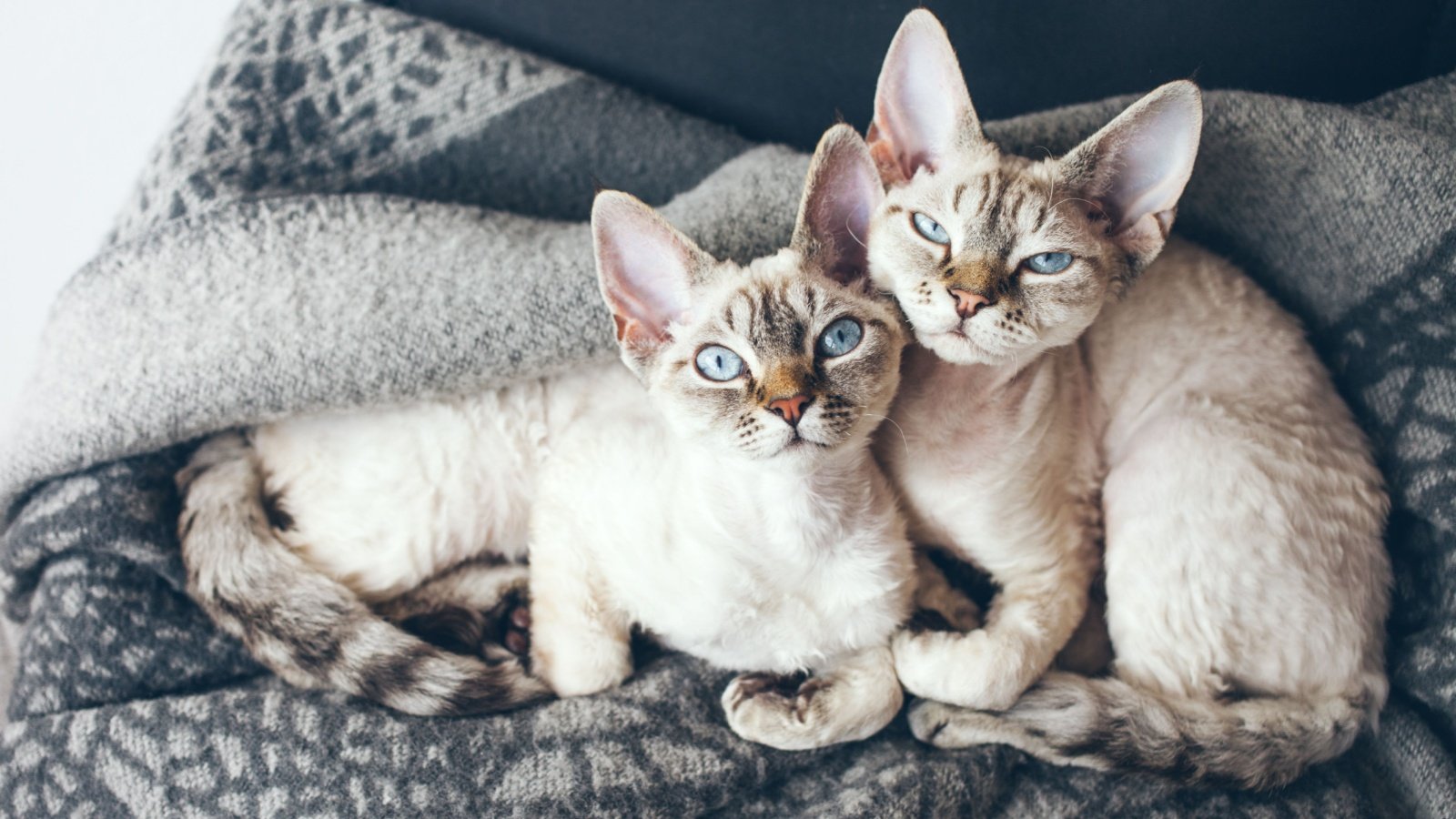 Devon Rex kitten cats Veera Shutterstock