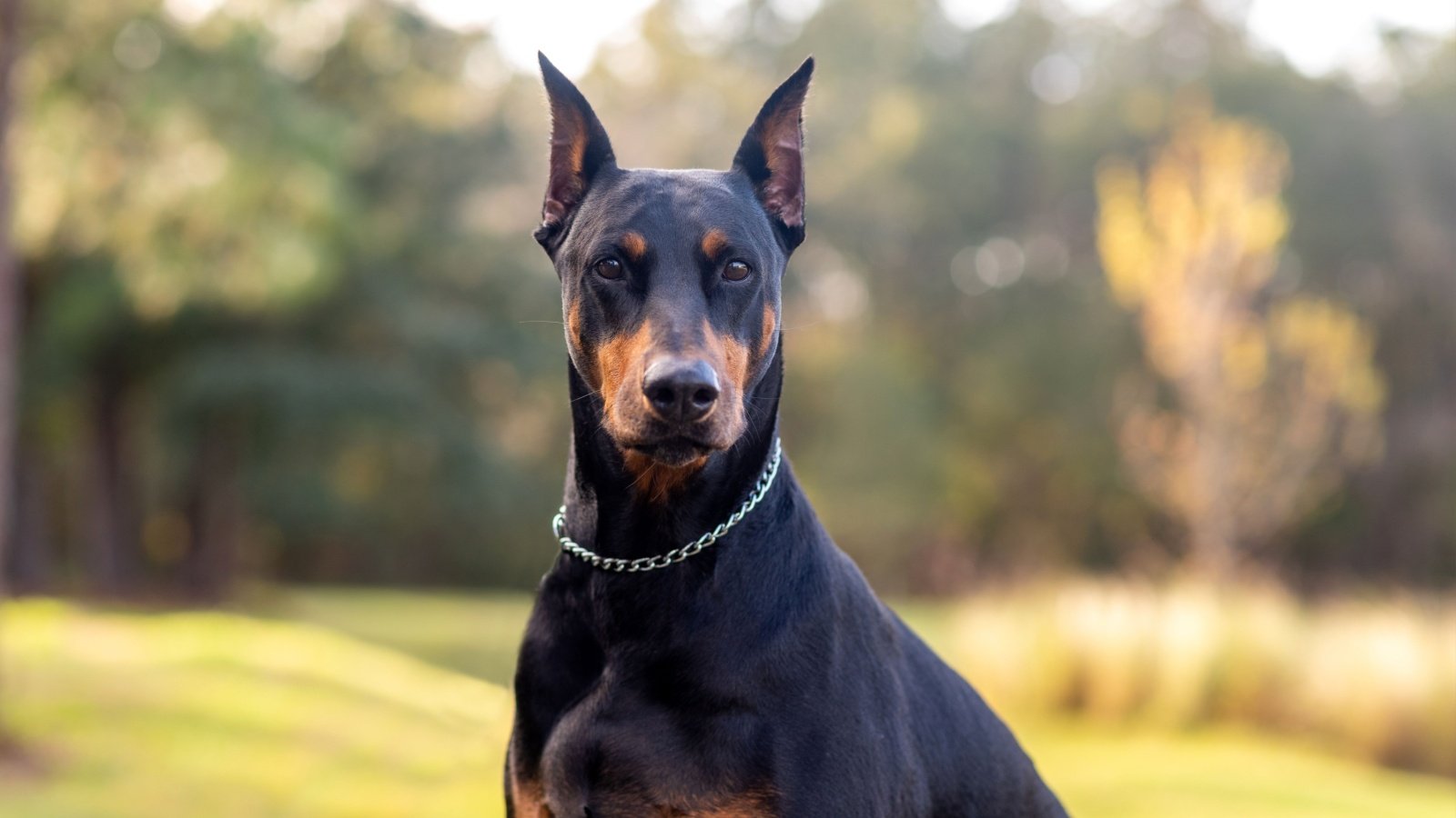 Doberman Pinscher dog Tanya Consaul Photography Shutterstock