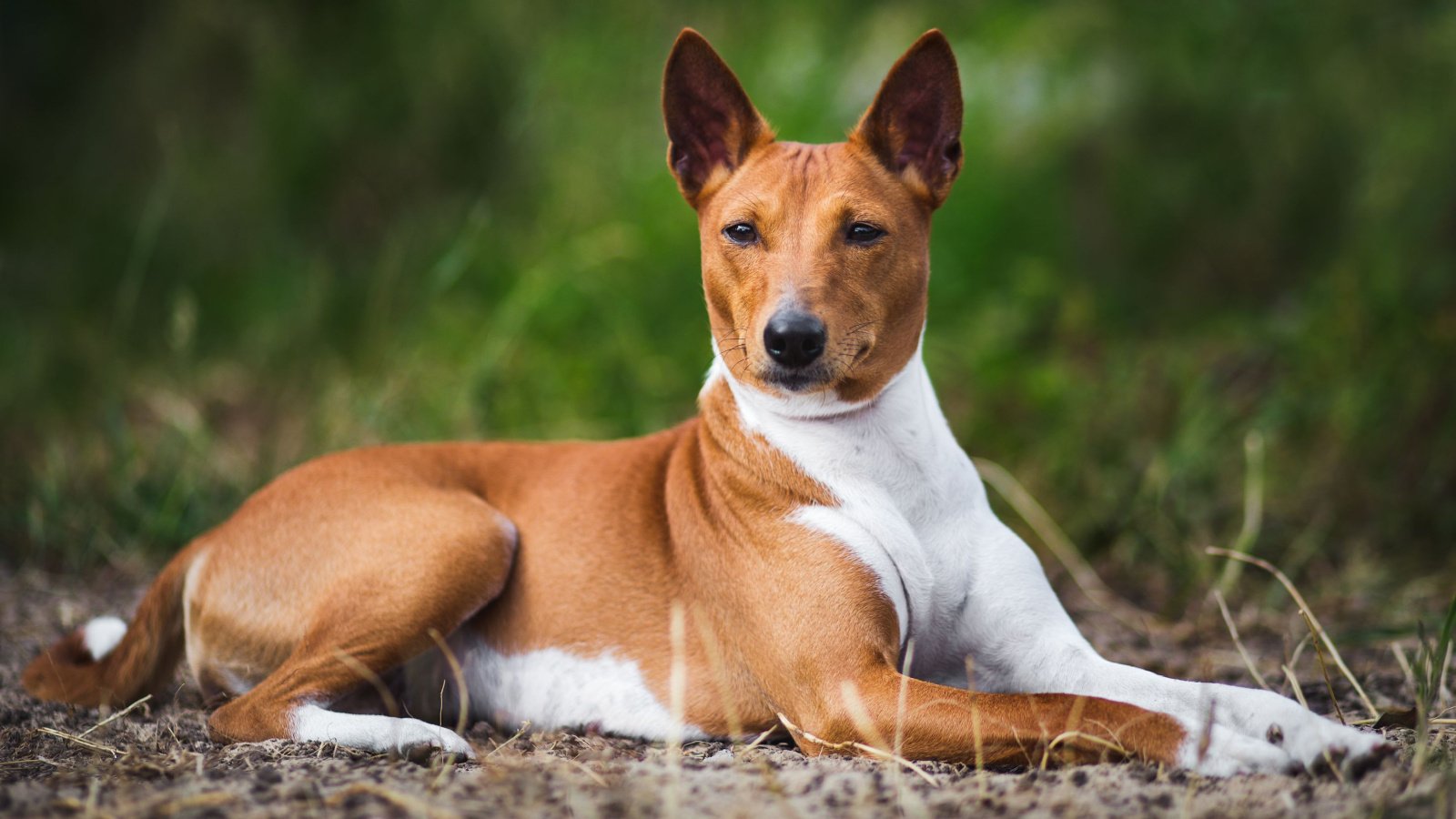 Dog basenji lying down Verbitskaya Juliya Shutterstock