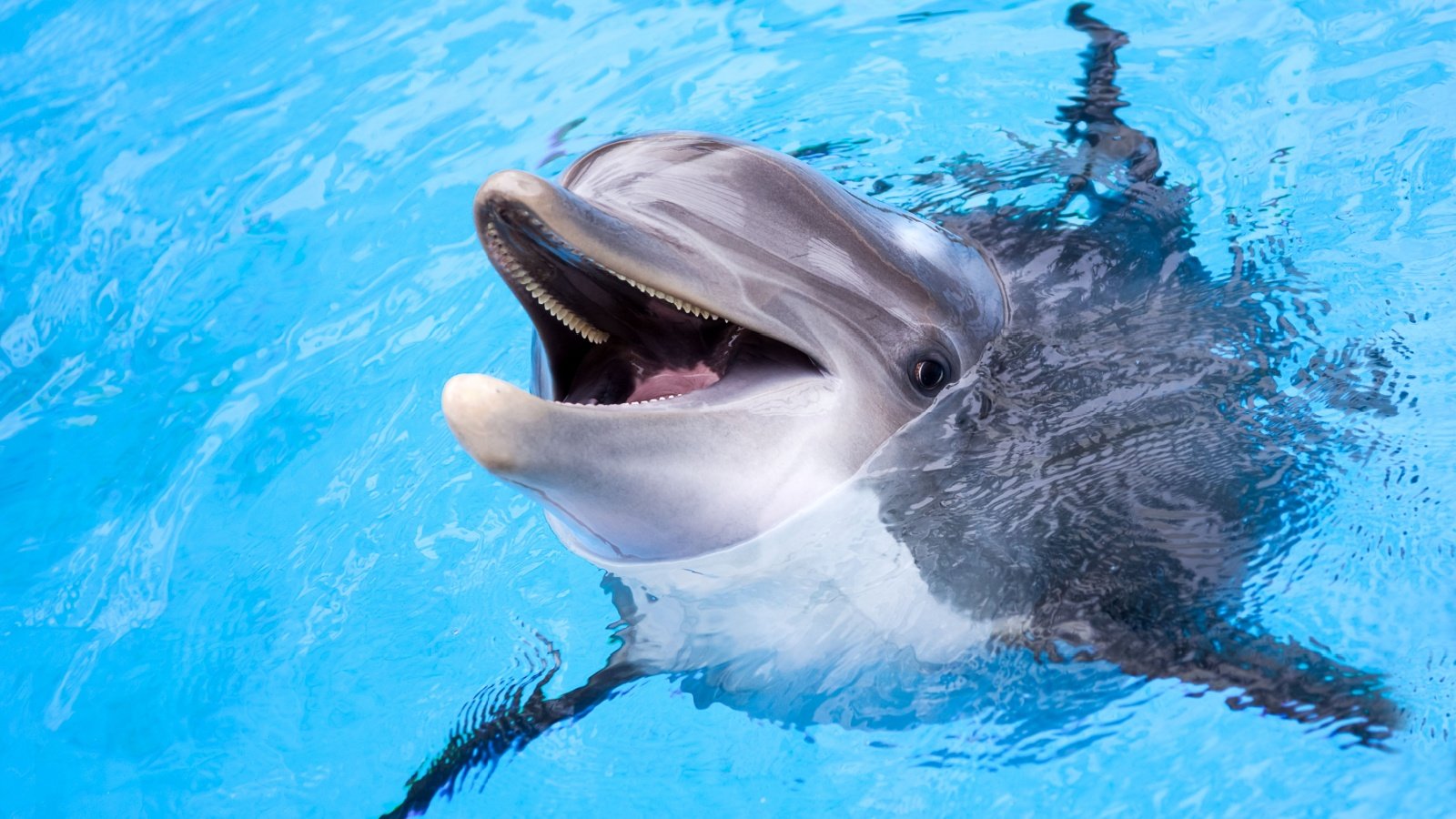 Dolphin Ocean Irina No Shutterstock Dolphin Ocean Irina No Shutterstock