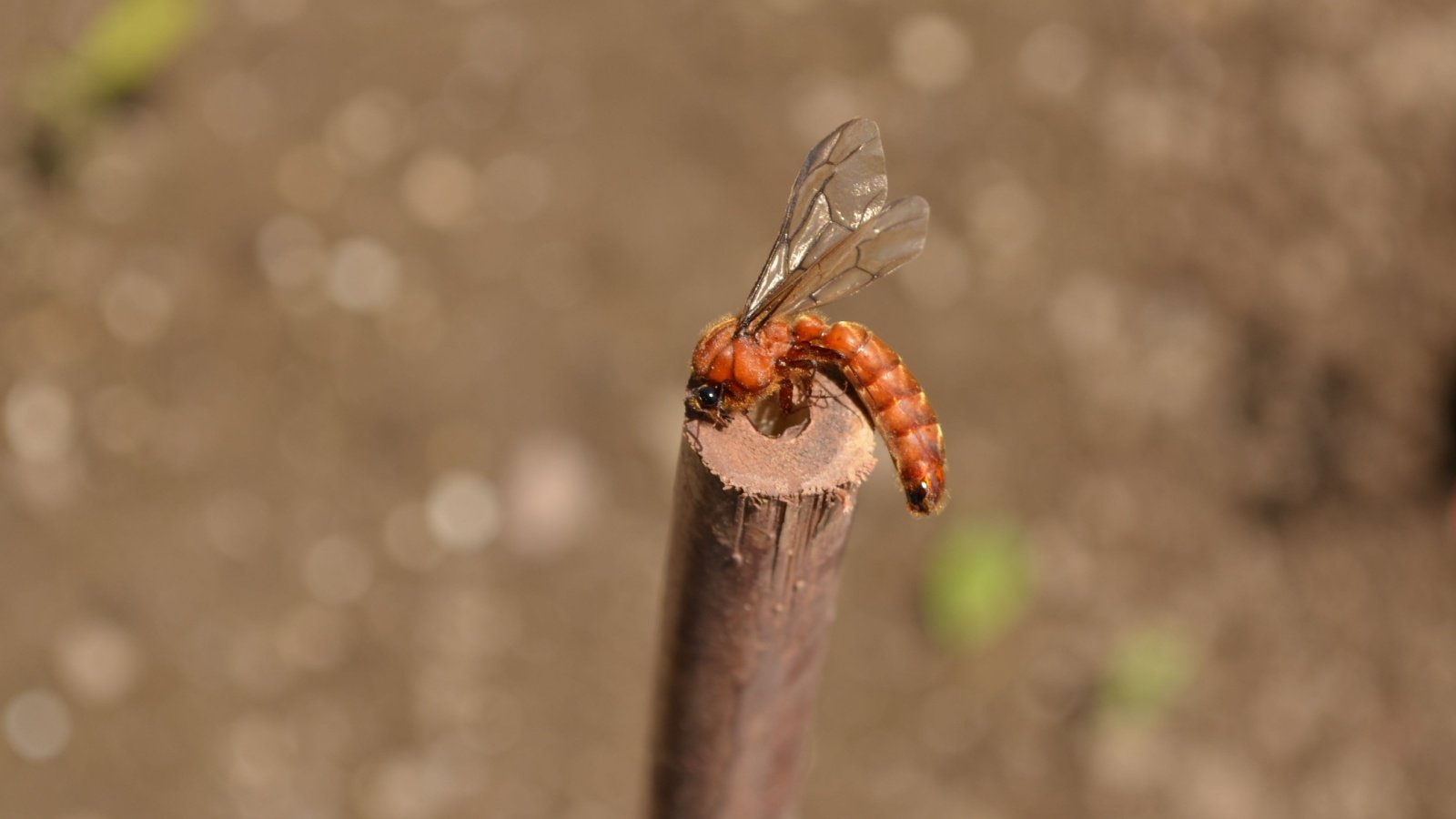 Dorylus also known as driver ants safari ants or siafu ants bugs insects Bhupinder Bagga Shutterstock