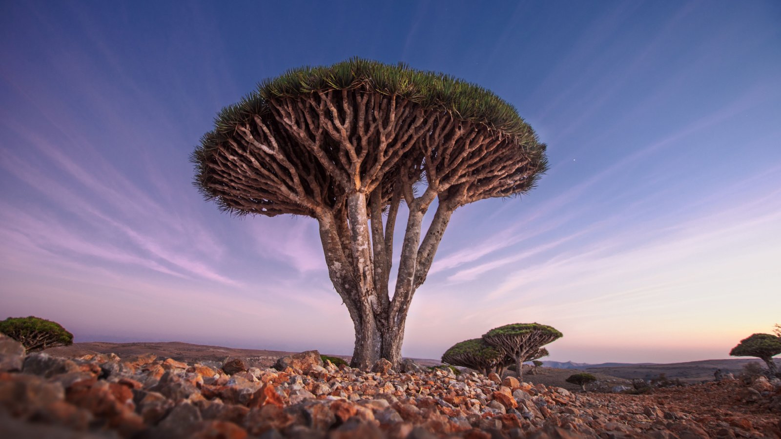 Dragon Blood trees forest Socotra Yemen Michail Vorobyev Shutterstock