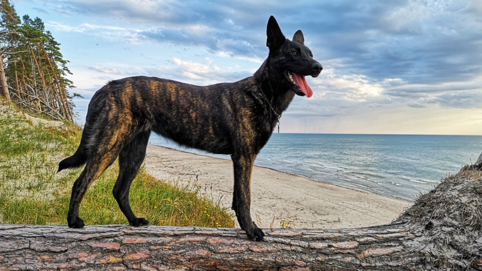 Dutch Shepherd dog Viktorija Zar Shutterstock