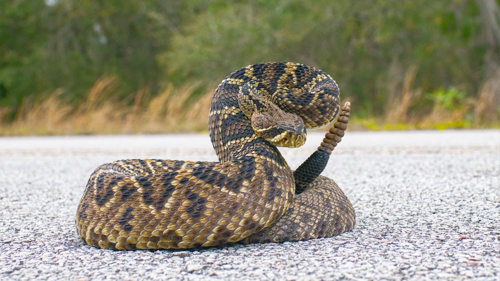 Eastern Diamondback Rattlesnake Chase D'animulls Shutterstock