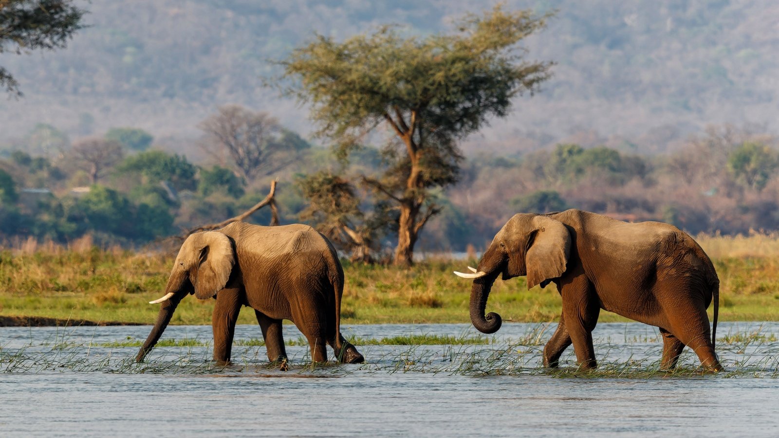 Elephants National Park in Zimbabwe Henk Bogaard Shutterstock