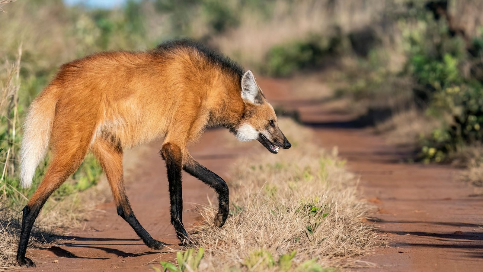 Emas National Park Maned Wolf Rob Jansen Shutterstock