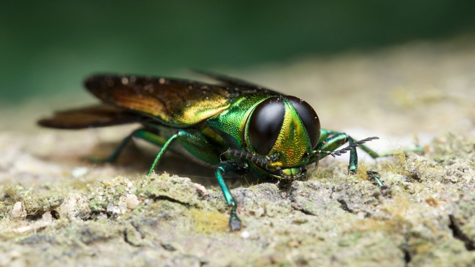 Emerald ash borer bug insect Herman Wong HM Shutterstock