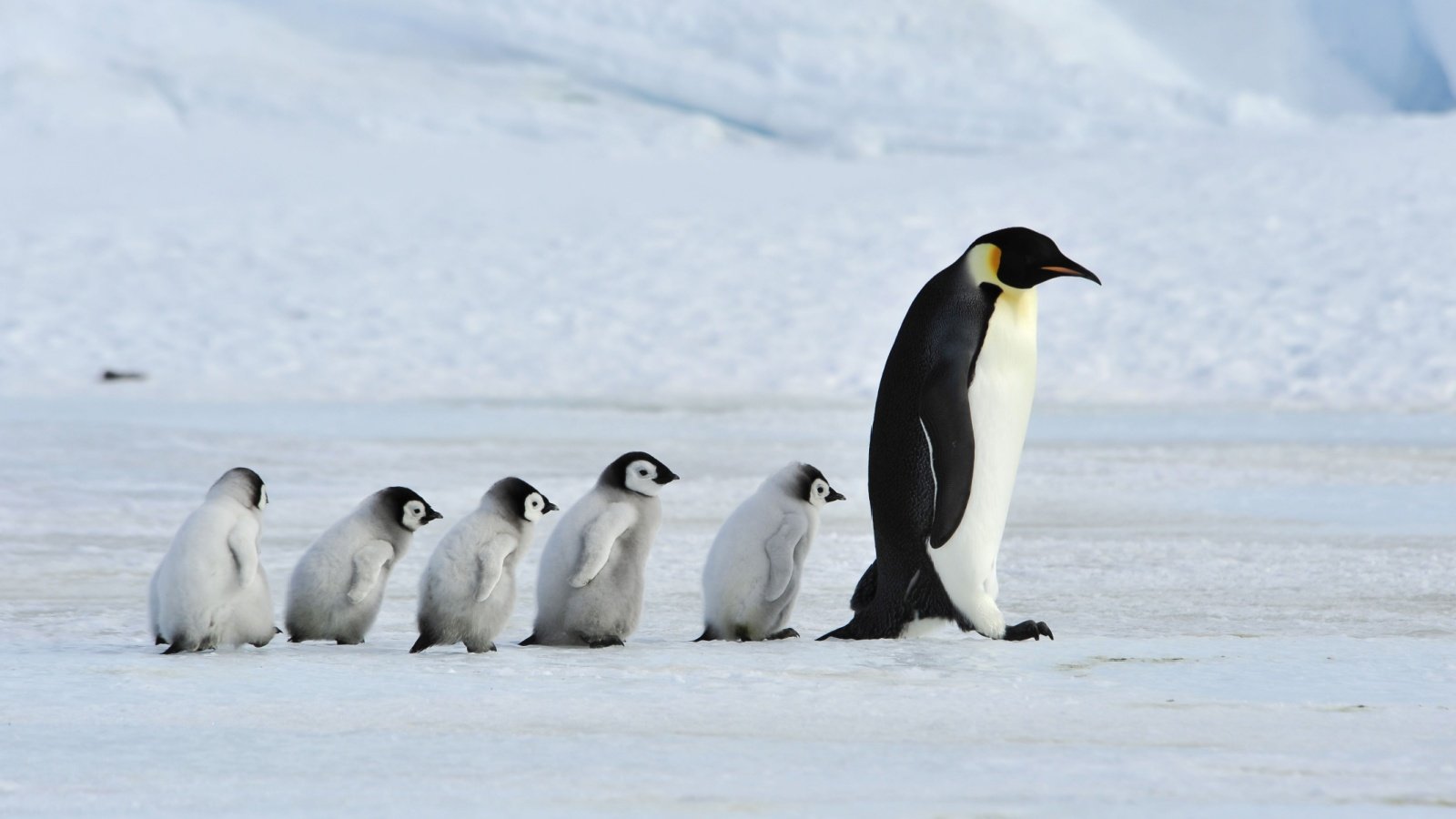 Emperor Penguins Antarctica vladsilver shutterstock