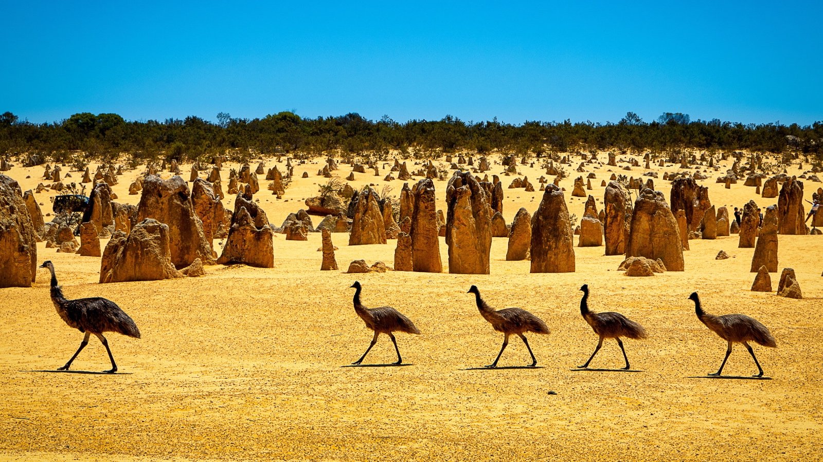 Emus at the Pinnacles Desert Australia mcography Shutterstock Emus at the Pinnacles Desert Australia mcography Shutterstock
