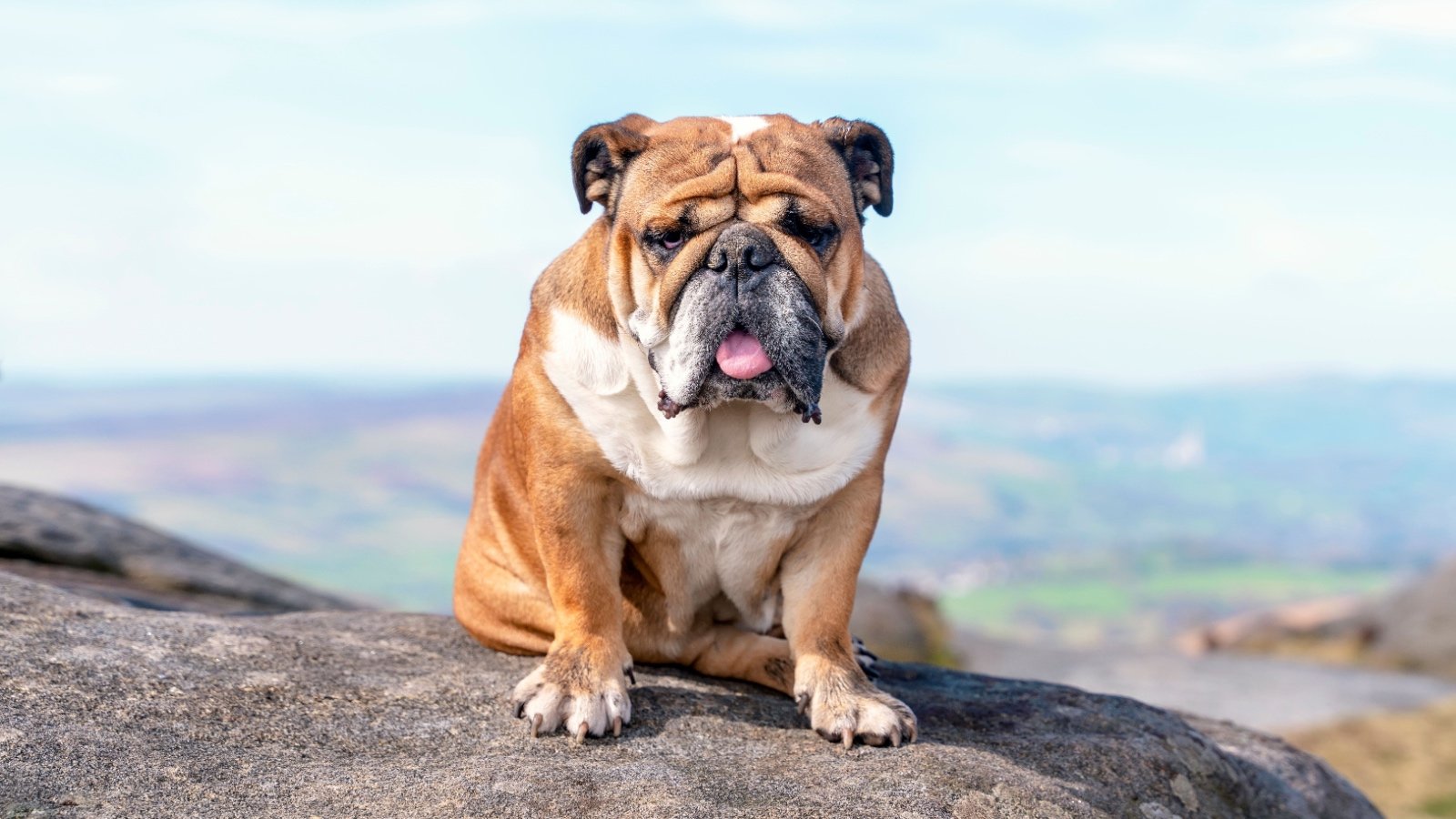 English bulldog on a mountain Irene Miller Shutterstock