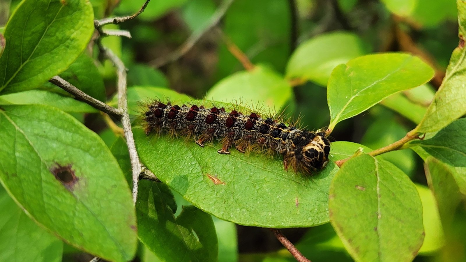 European Gypsy Moth insect bug caterpillar leaf Matt Boyer Shutterstock