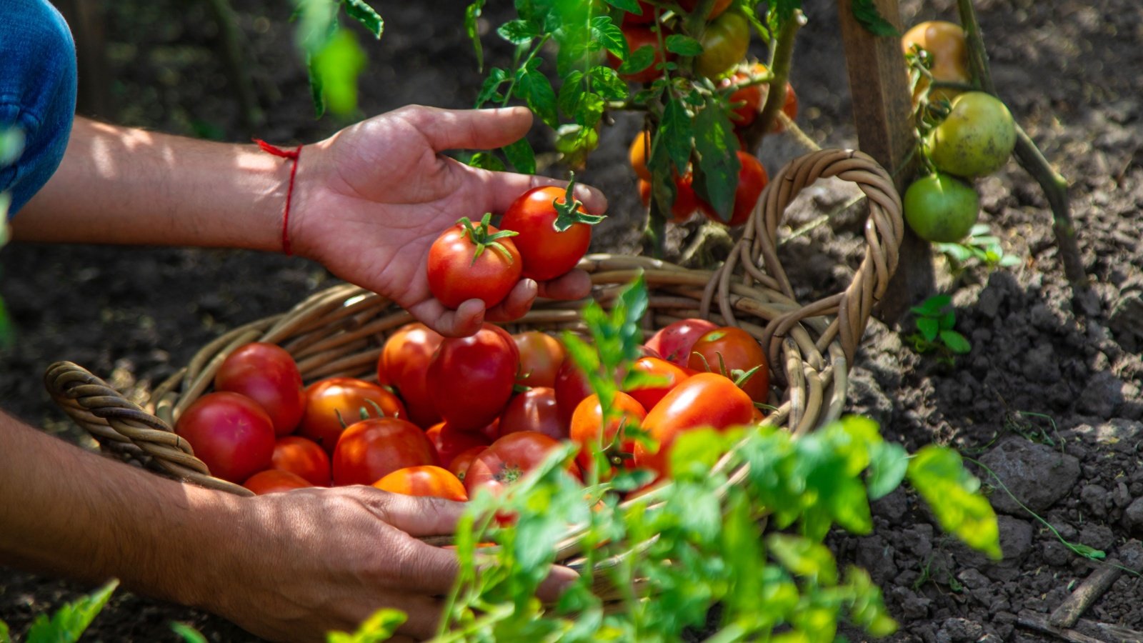 Farmer harvests tomatoes in the garden gardening vegetables plants Tatevosian Yana Shutterstock Farmer harvests tomatoes in the garden gardening vegetables plants Tatevosian Yana Shutterstock