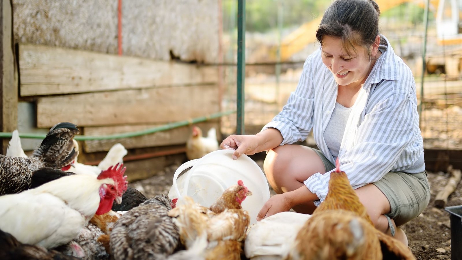 Female farmer feeding chickens coop Maria Sbytova Shutterstock