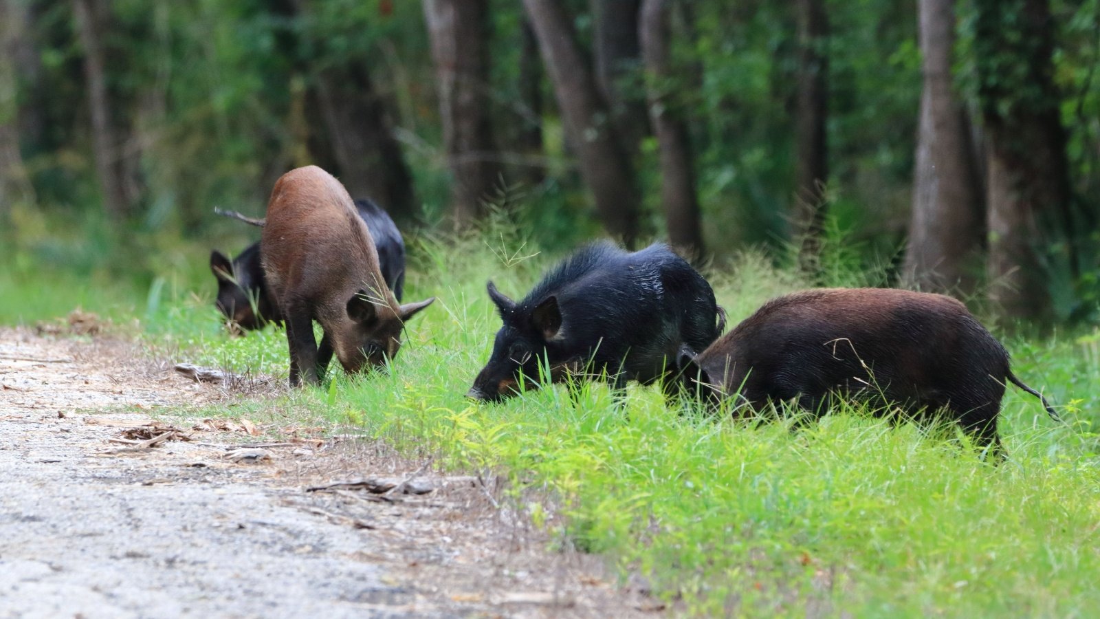 Feral hogs wild Daniel Koglin Shutterstock
