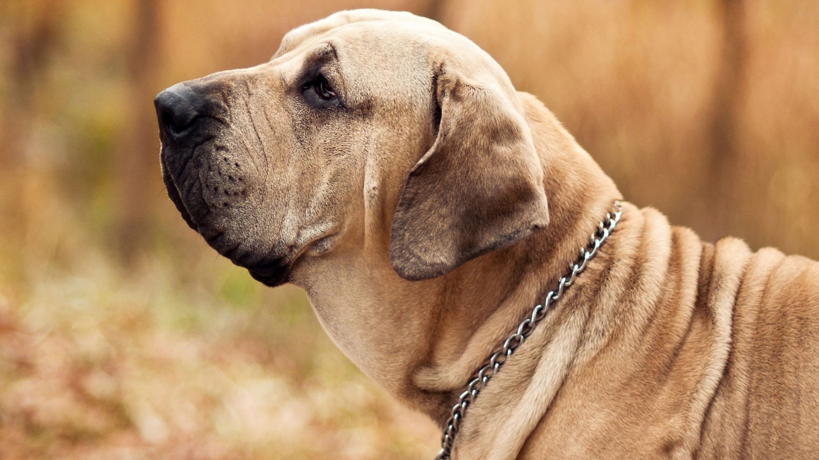 Fila Brasileiro dog olgagorovenko Shutterstock