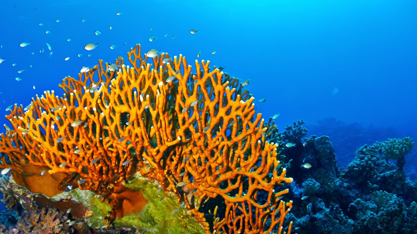 Fire coral ocean serg dibrova Shutterstock