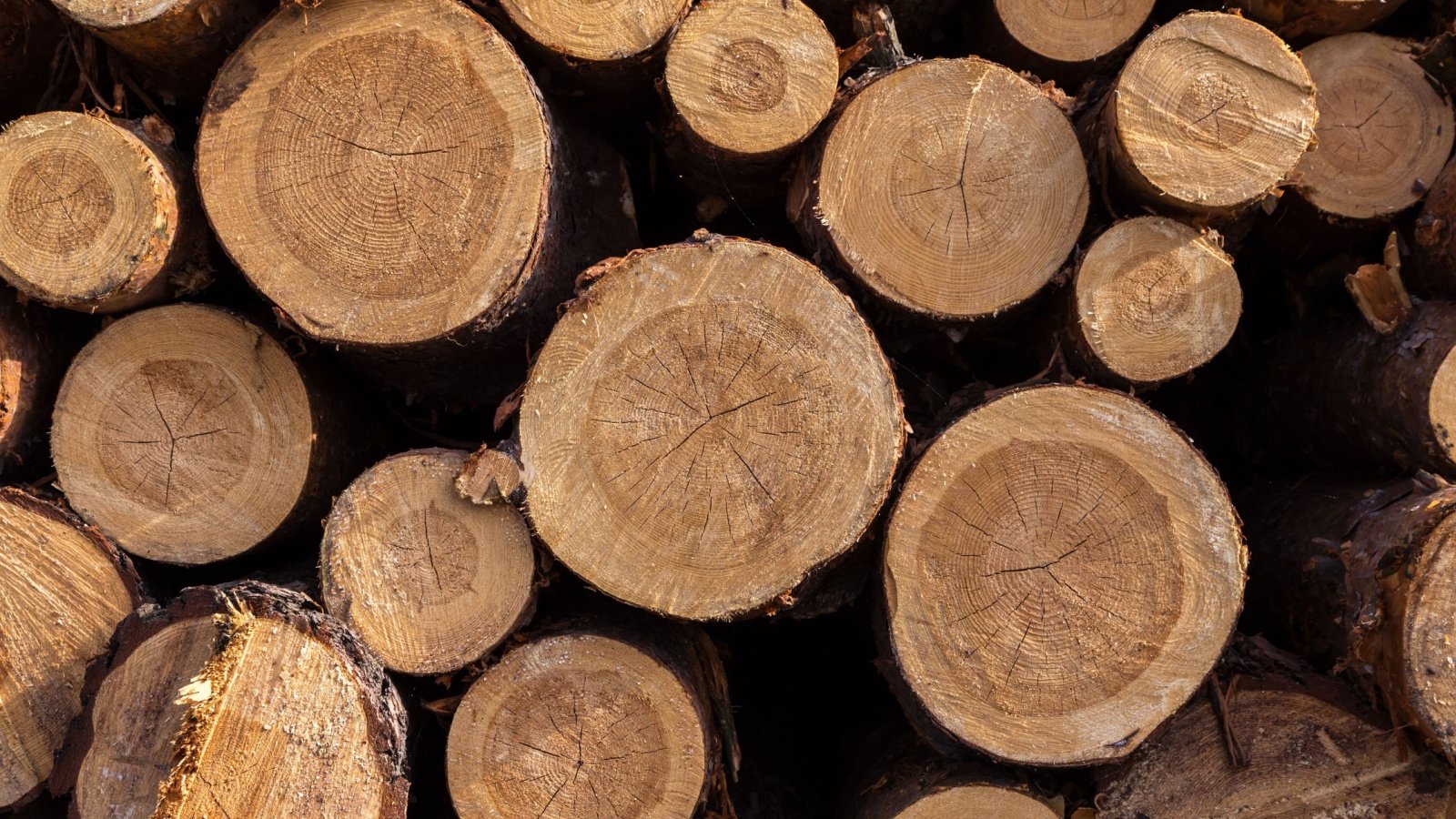 Firewood sawn cut trees logs stacked up timber lumber Viktor Sergeevich Shutterstock