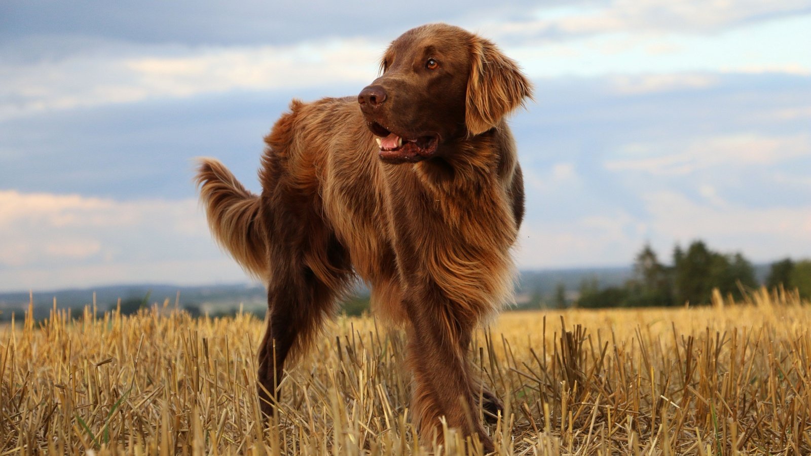 Flat coated retriever dog Bianca Grueneberg Shutterstock