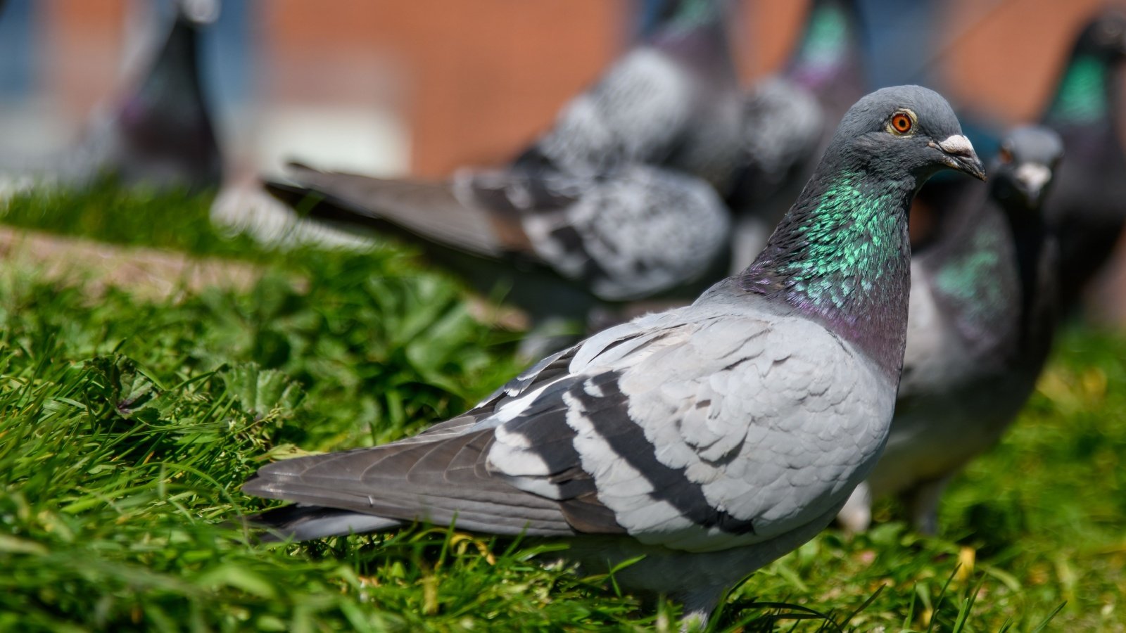 Flock of city pigeons birds Doodeez Shutterstock